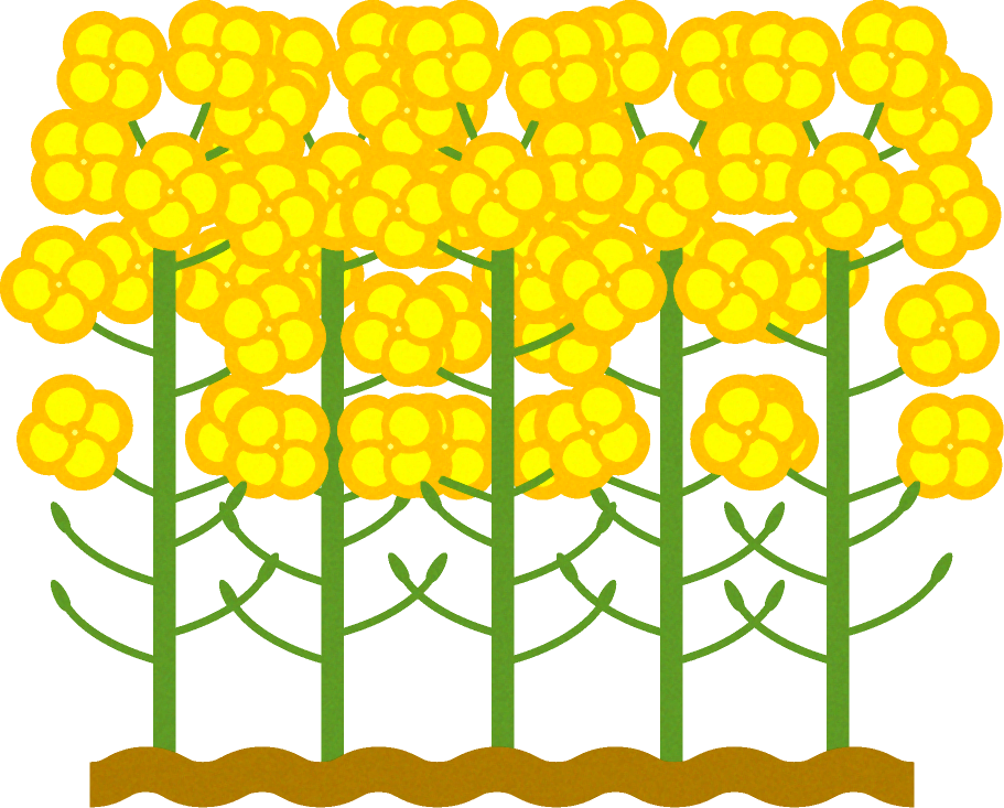 菜の花群生イラスト