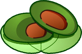 2つに切ったヨモギの柏餅イラスト