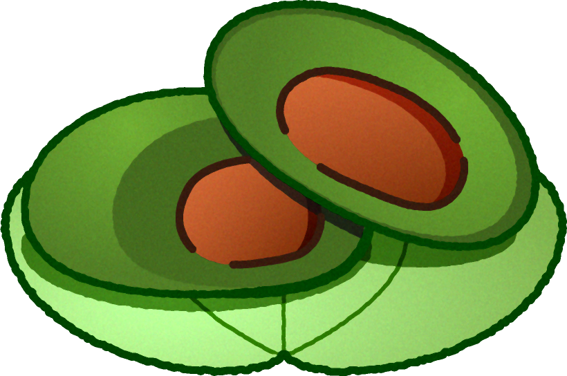 2つに切ったヨモギの柏餅イラスト