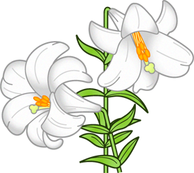 百合の花イラスト/白色