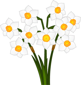 水仙の花イラスト/白色