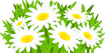 マーガレットの花イラスト