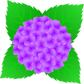 紫陽花のイラスト/紫色
