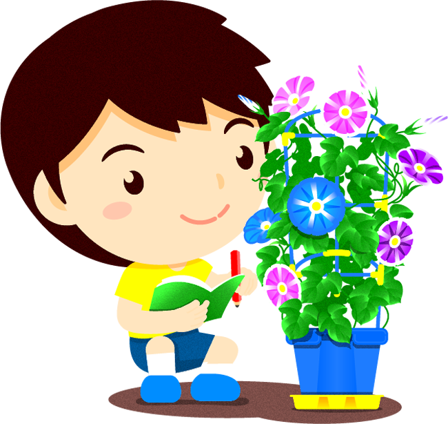 朝顔を観察する子供イラスト/男の子