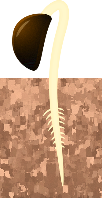 土から芽が出たイラスト