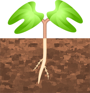 土から芽が出たイラスト3