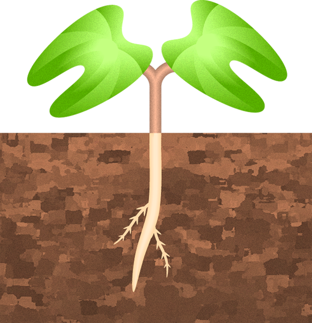 土から芽が出たイラスト3