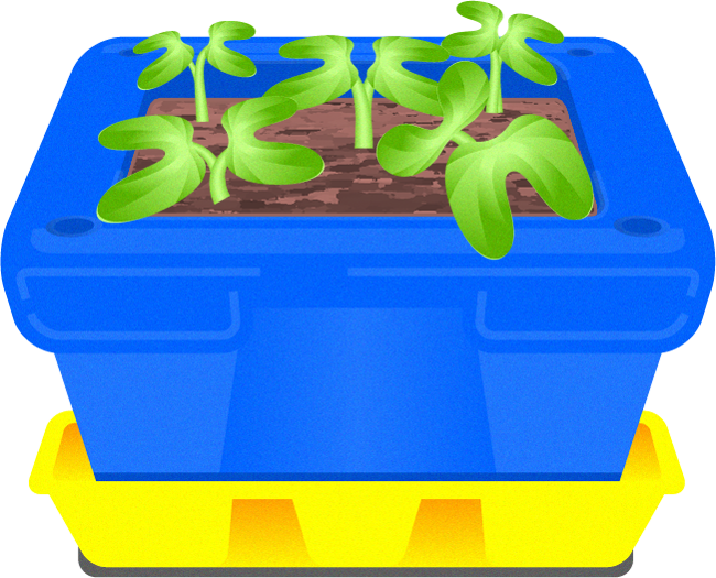 植え木張りから芽が出たイラスト2