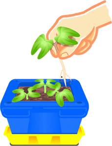 朝顔の芽を間引くイラスト