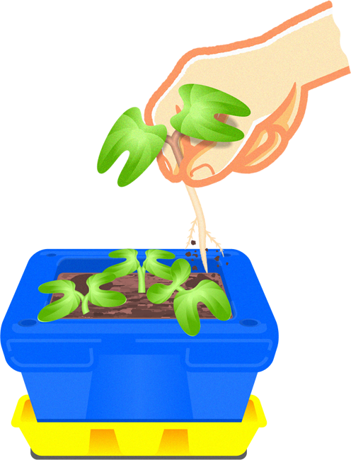 朝顔の芽を間引くイラスト