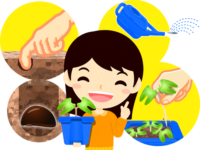 朝顔の芽を間引くイラスト