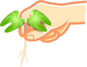 朝顔の芽を間引くイラスト2