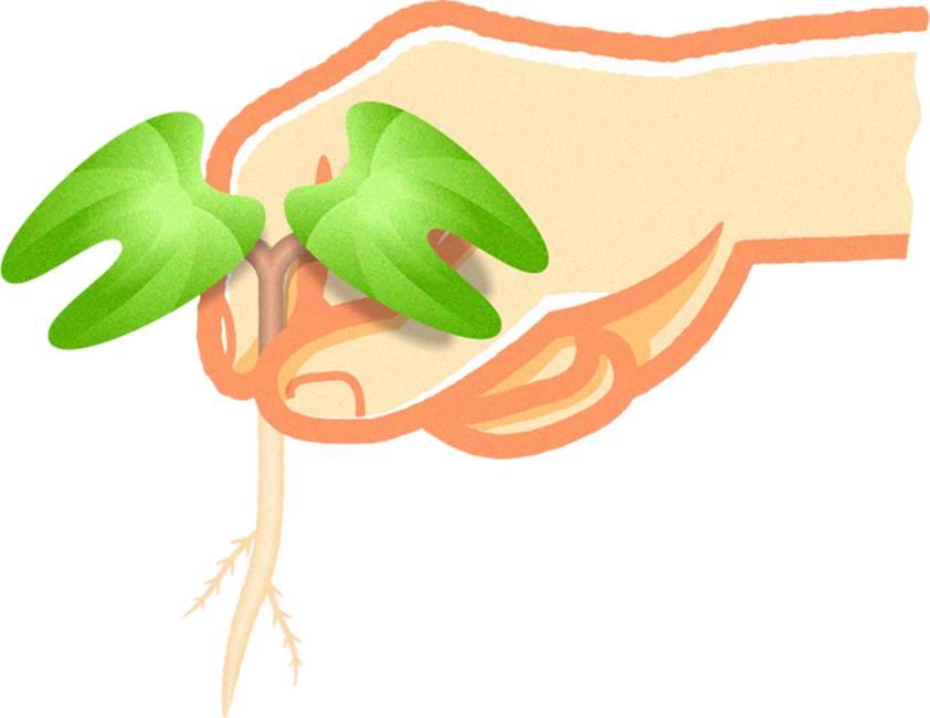 朝顔の芽を間引くイラスト2