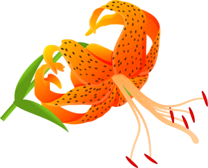 オニユリのイラスト