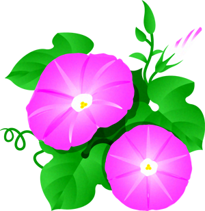 朝顔のイラスト/ピンク