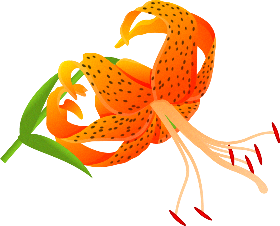 オニユリのイラスト