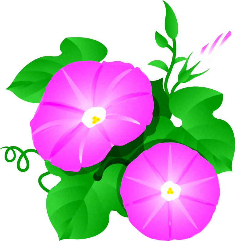 朝顔のイラスト/ピンク