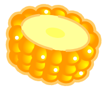 トウモロコシのイラスト/BBQ